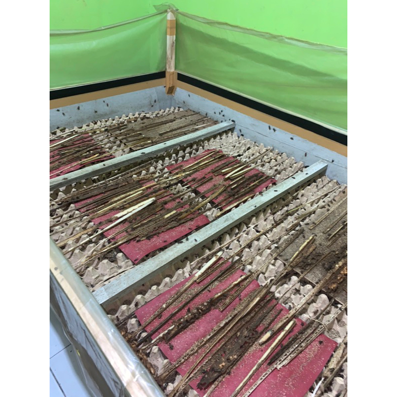 JANGKRIK ALAM 1kg