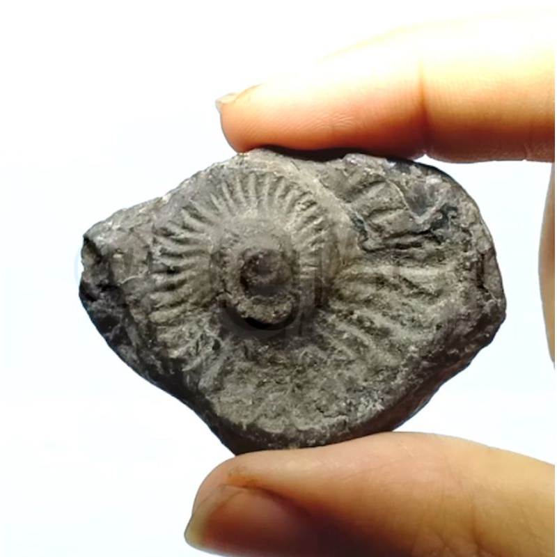 Batu Mulia Natural Fosil Ammonite 2