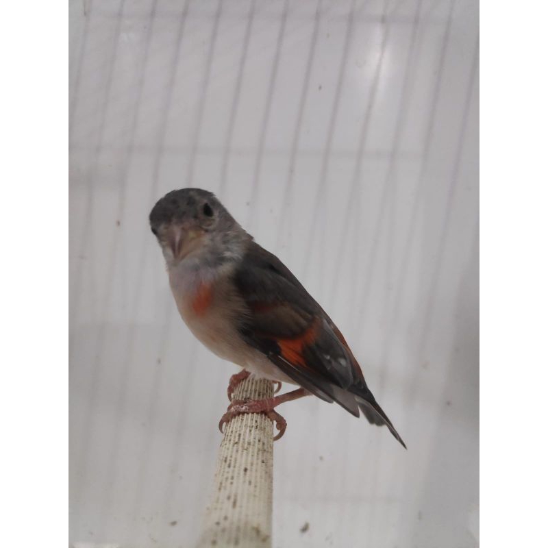 Red siskin dilute betina