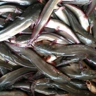 

IKAN SEMBILANG 500gr