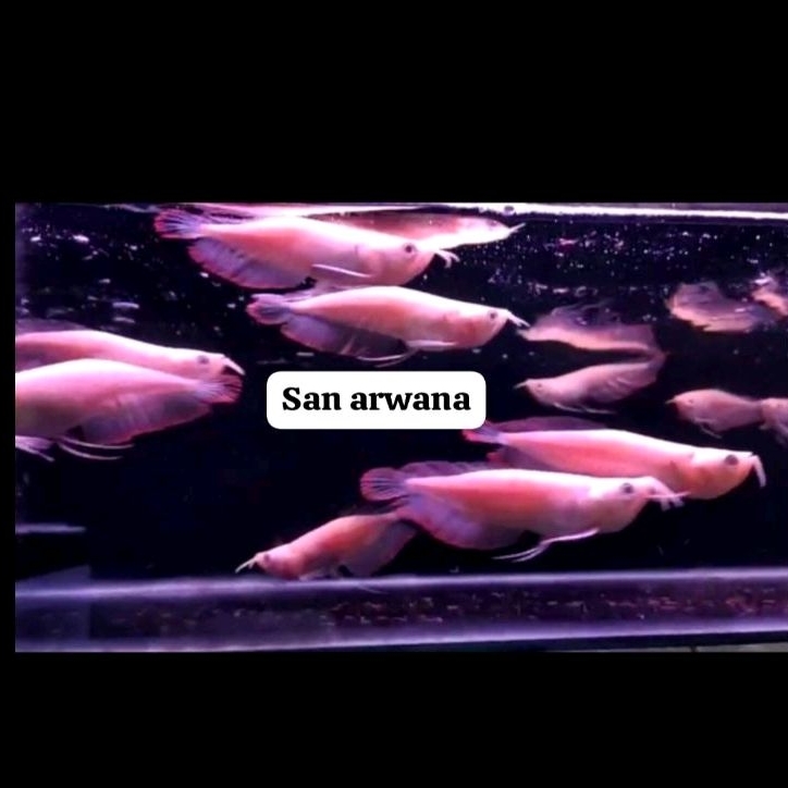silver albino SB short body arowana unik