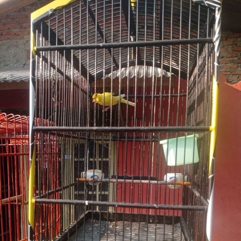 Burung Kenari F2 Paud