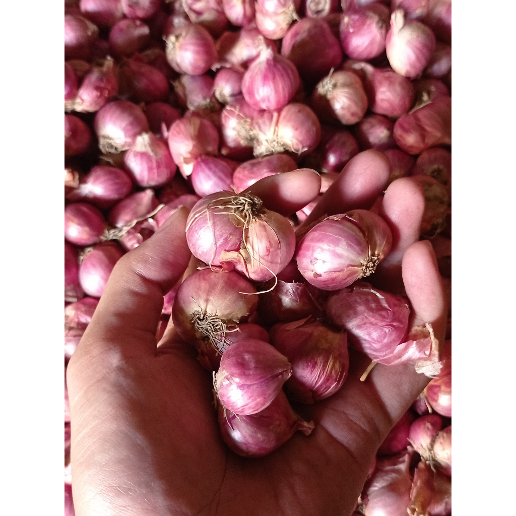 

Bawang Merah Nganjuk |Bawang Merah Nganjuk Berkualitas|Brambang Kering|