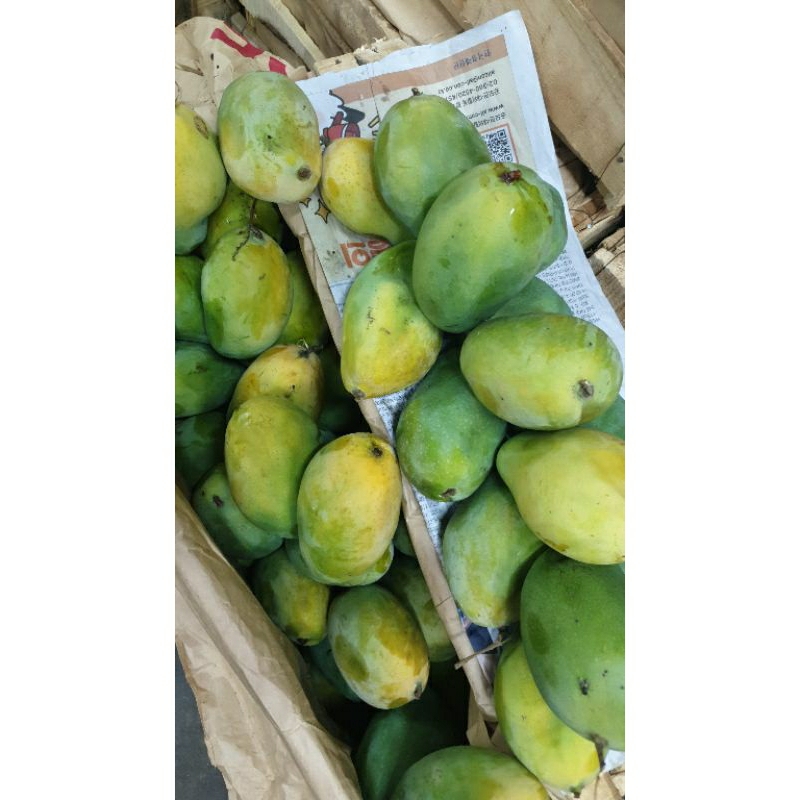 

Mangga harum manis