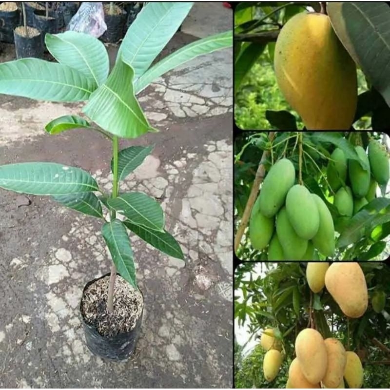 Bibit Mangga Chokanan Berbuah dan Siap Berbuah pembibitan Okulasi
