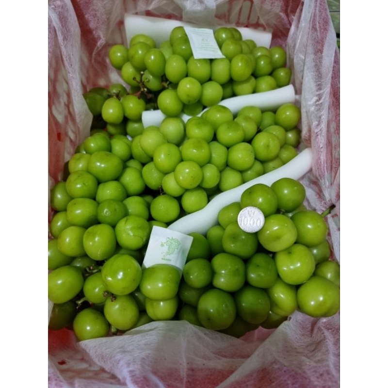 

Anggur Shine Muscat Fresh