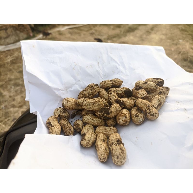 

kacang tanah basah