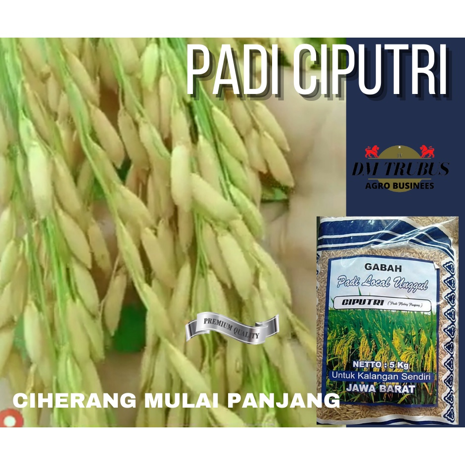 BENIH BIBIT padi ciputri ciherang mulai panjang 90 hari galur jawa barat