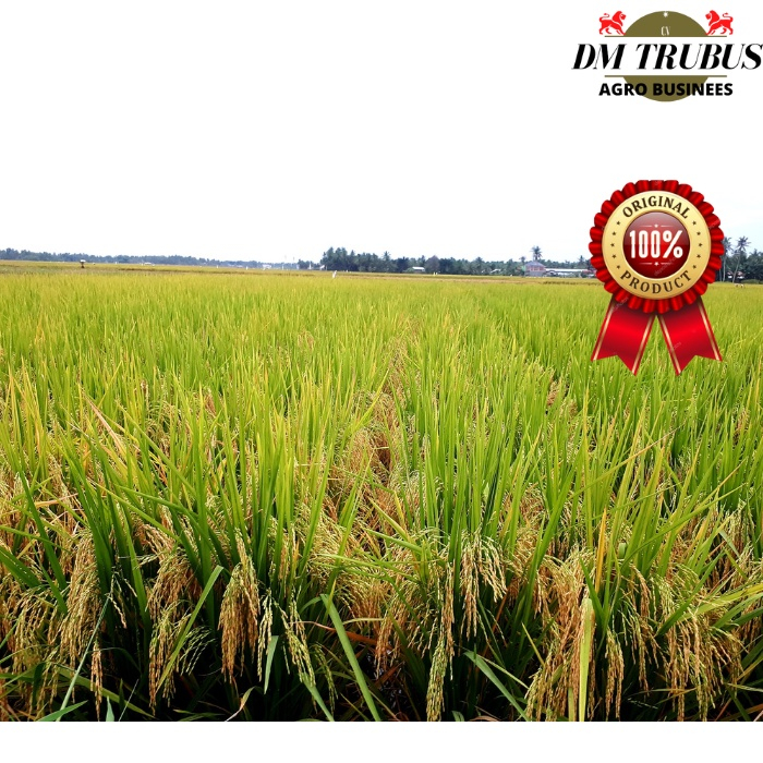 Benih Bibit Terbaru Mr 319 mr319 Berat 5 kg