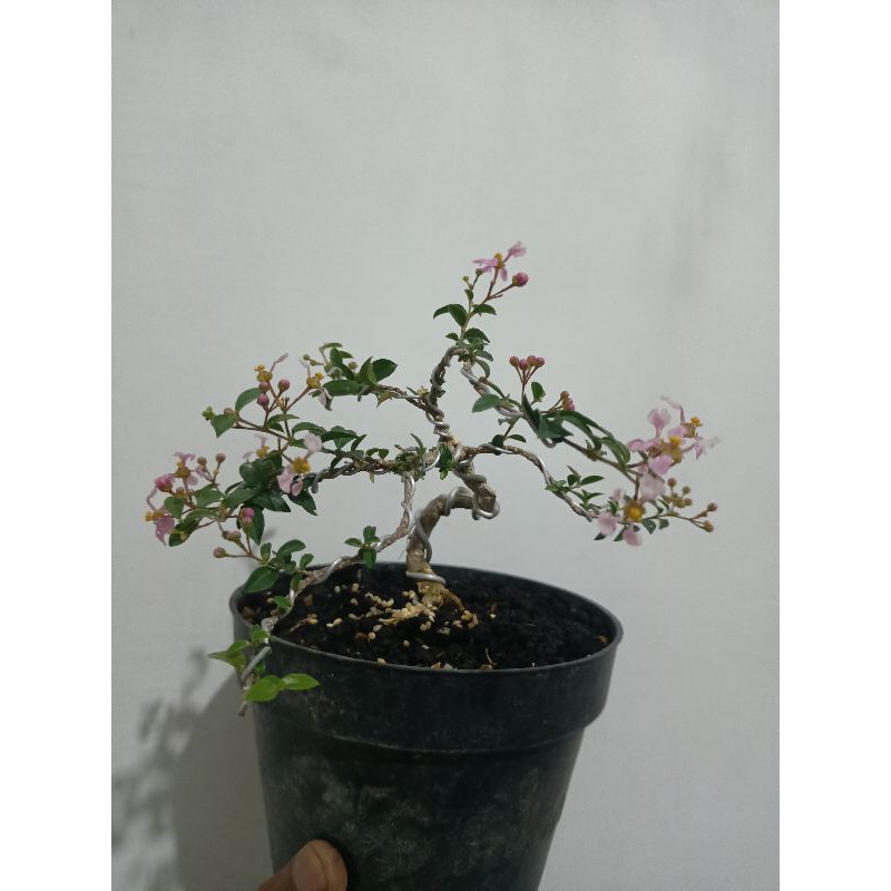 bonsai sakura mikro