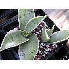 Tanaman Hias Sansevieria Hahnii Cream