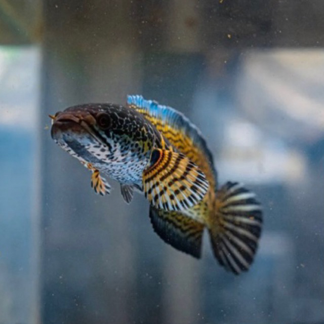 channa auranti maculata wc