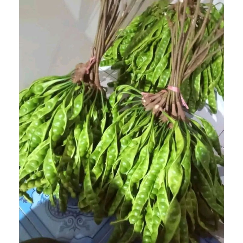 

Pete super lereng Argopuro