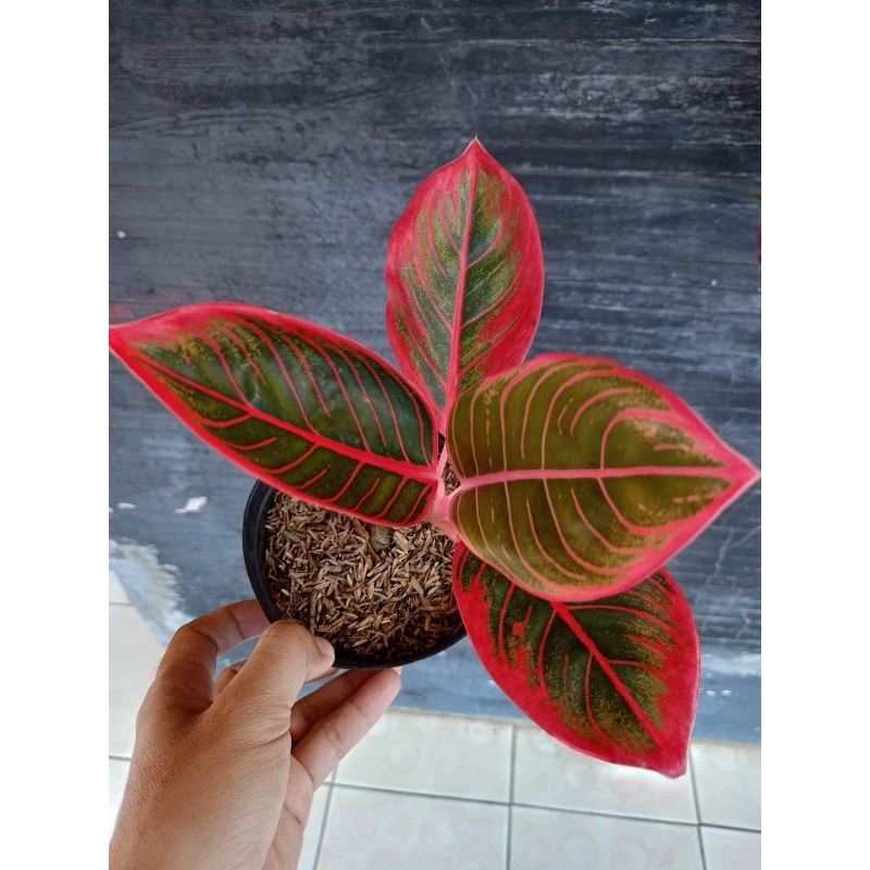 Aglonema kanza