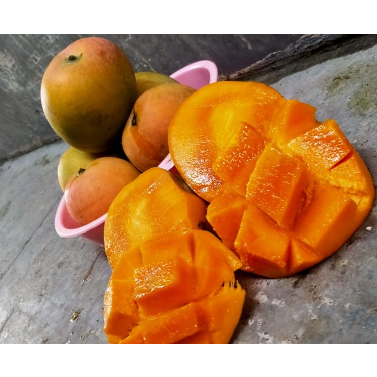 

Buah Mangga Gedong Gincu Segar Matang Dari Pohon/ 1 kg