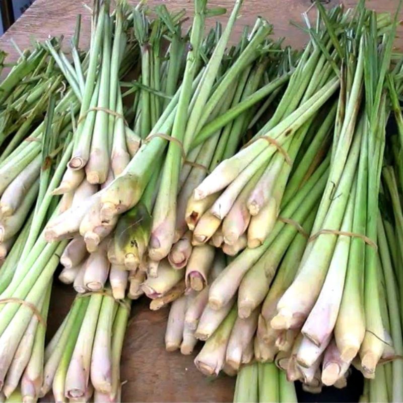 

Serai Dapur Segar/Bahan Masakan/Obat-obatan