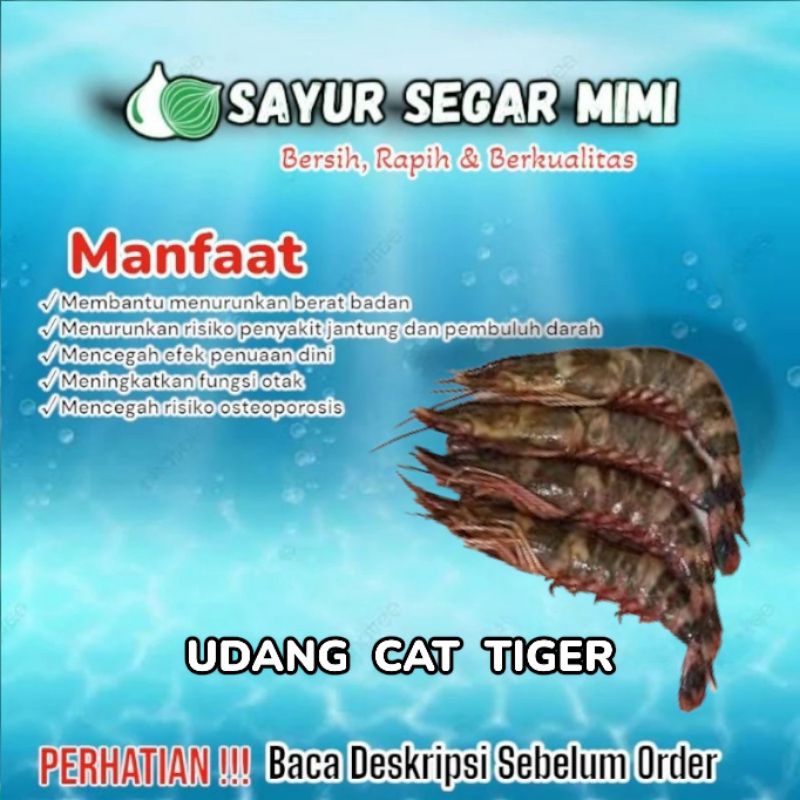 

Udang Cat Tiger - Sᴀʏᴜʀ Sᴇɢᴀʀ ♏ɪᴍɪ