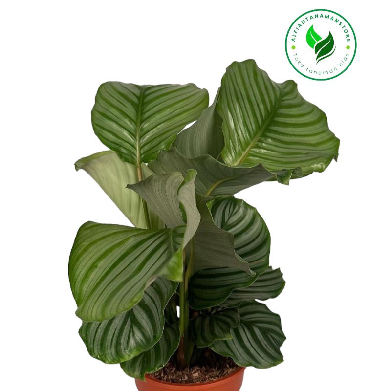 [BISA COD] Tanaman Hias Calathea Orbifolia - Calathea Orbifolia