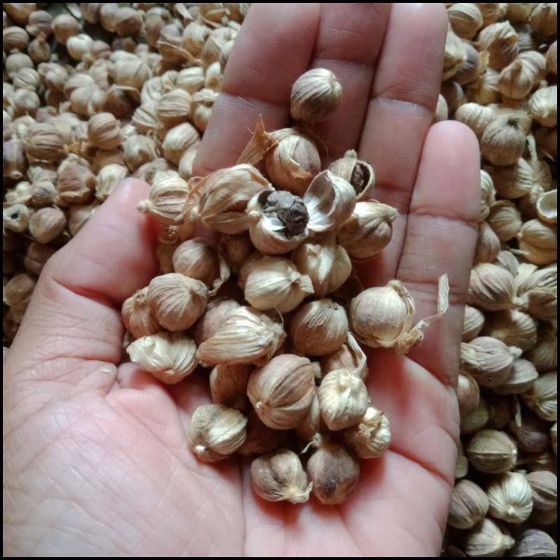 

KAPULAGA KERING SUPER PREMIUM