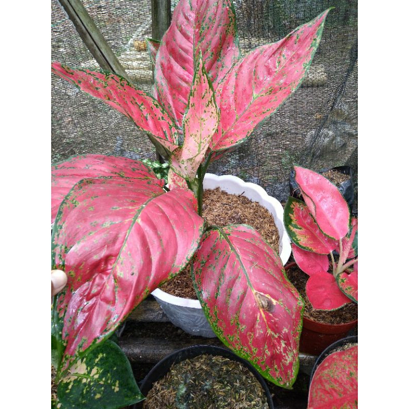 aglaonema red king remaja