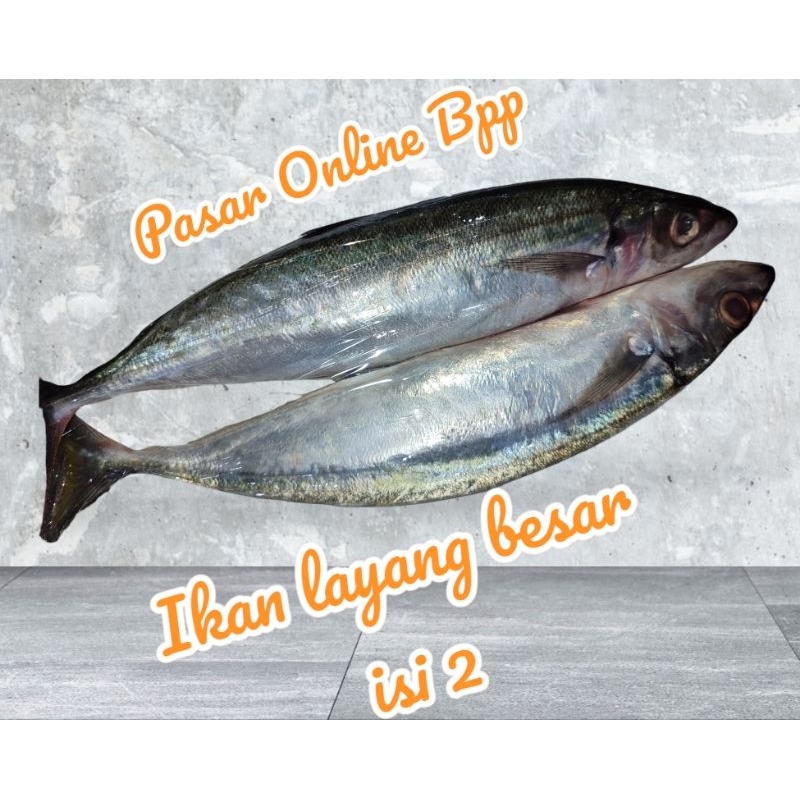 

IKAN LAYANG BESAR ISI 2