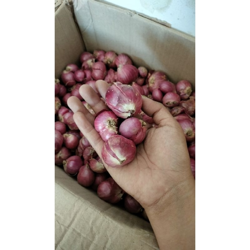 

Bawang Merah Bima