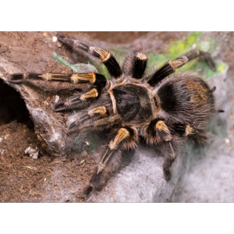 Tarantula Grammostola Pulchripes size 1cm - 5cm