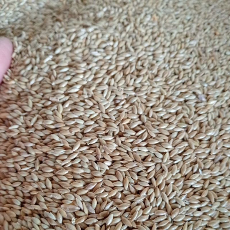 

Kenari Seed (Biji Kenari)