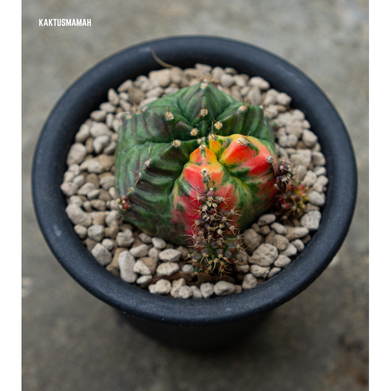 Tanaman Gymno t31115