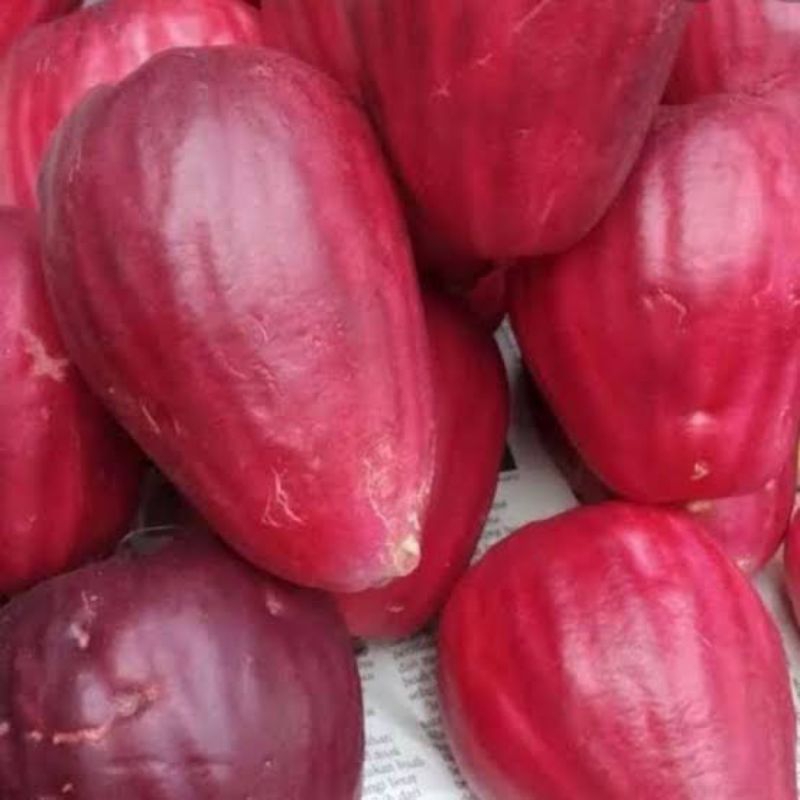 

jambu jamaika jambu bol besar manis