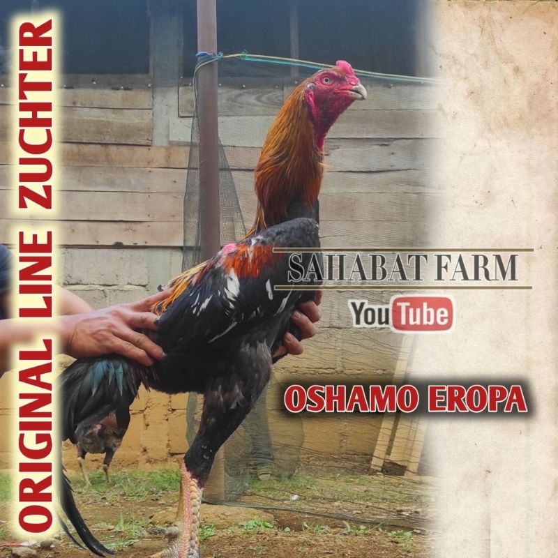 Telur Tetas Ayam O-Shamo EROPA ORI Big Size