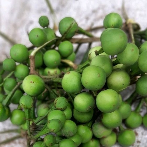 Buah Rimbang /Tekokak 1/2 kg