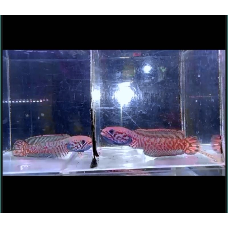 channa bleheri rainbow snakehead