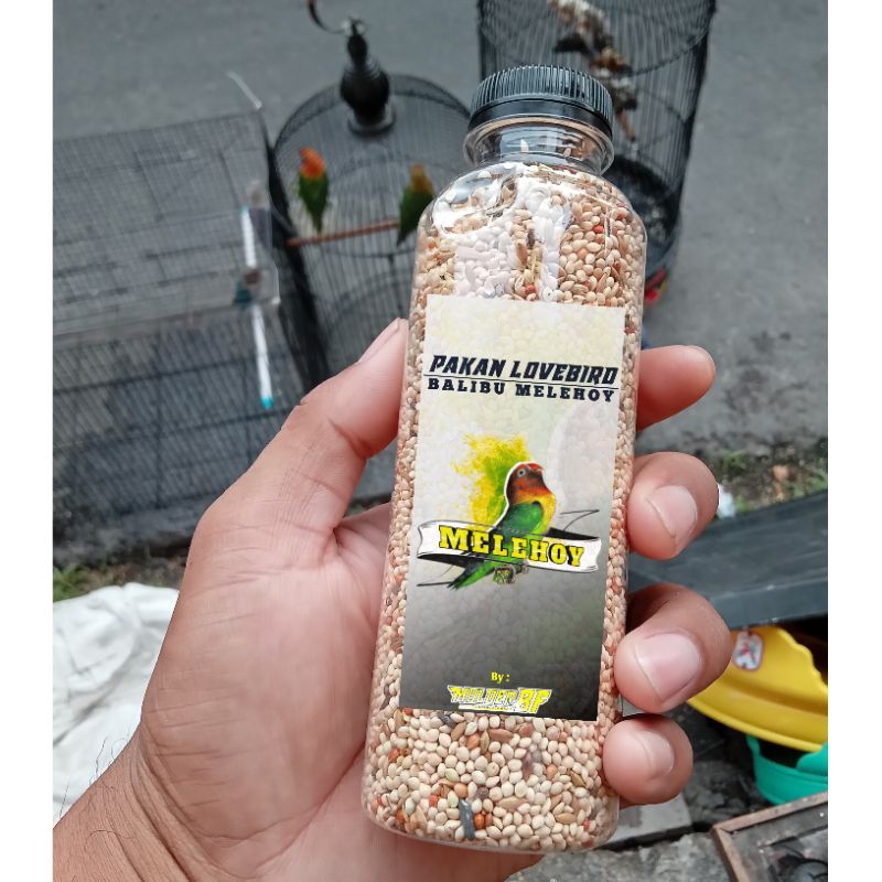 Pakan lovebird balibu melehoy