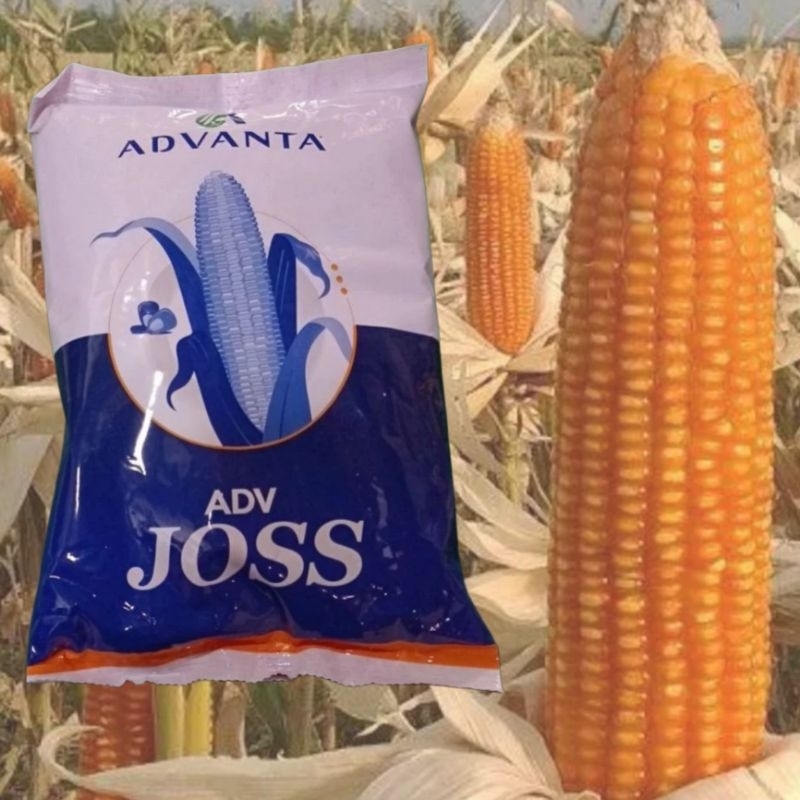 jagung ADV joss / jagung JOSS/