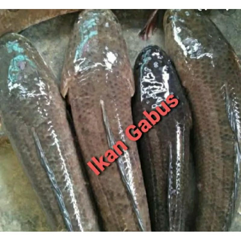 

ikan gabus super hidup 1kg