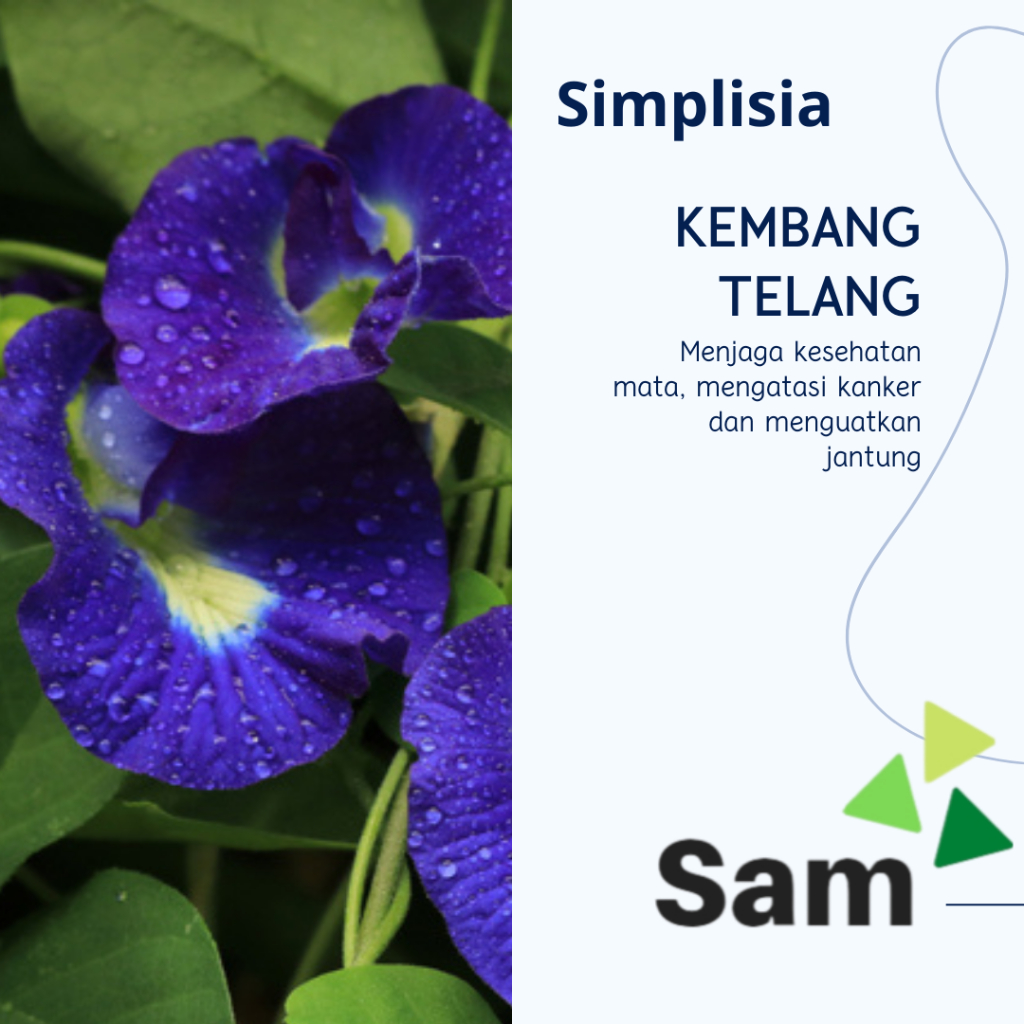 Teh bunga Telang kering 30 gram  - Simplisia kembang telang untuk kesehatan mata dan insomnia