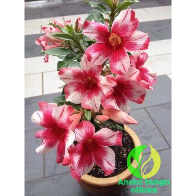 Tanaman hias bunga adenium tumpuk merah putih / pohon Kamboja jepang tumpuk