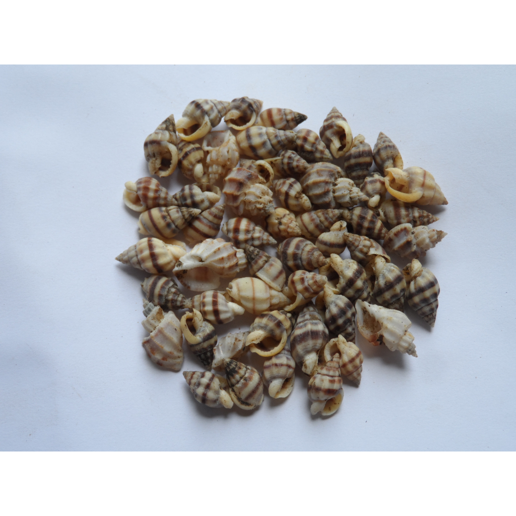 Cangkang Kerang Kulit Kerang Bahan Prakarya Kerajinan (050) 500 Gram