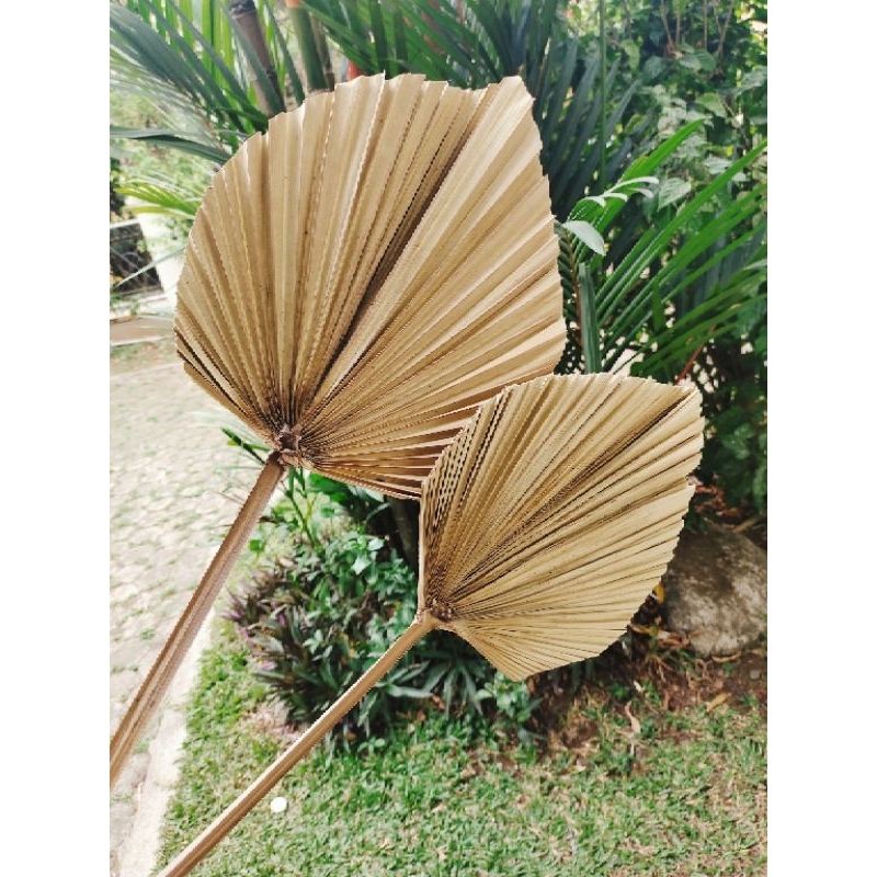 Daun Palem Kering , Palm Kering , Hiasan Decor