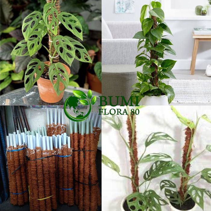 Turus Penyangga Tanaman - Turus Pipa dan Sabut Kelapa - Turus Tanaman 50 cm - 60 cm - 70 cm - 80 cm 