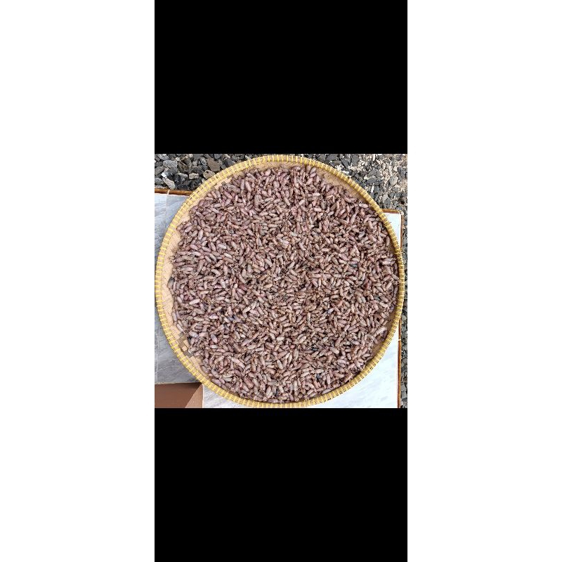 

Baby Cumi Asin Rebus Super Premium