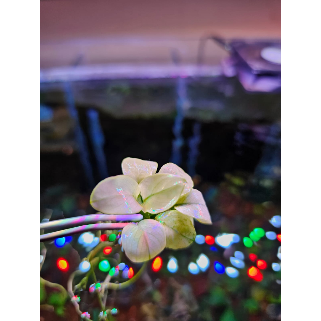 Anubias White Petit