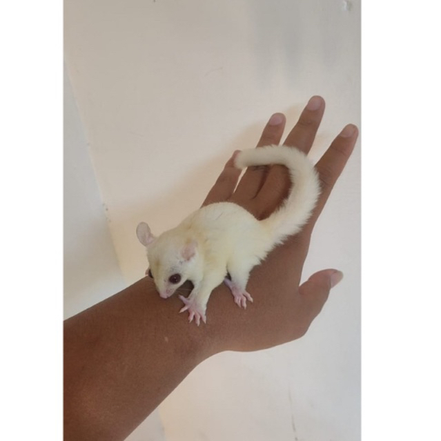 Sugar Glider Jantan Creamino Mozaik Termurah