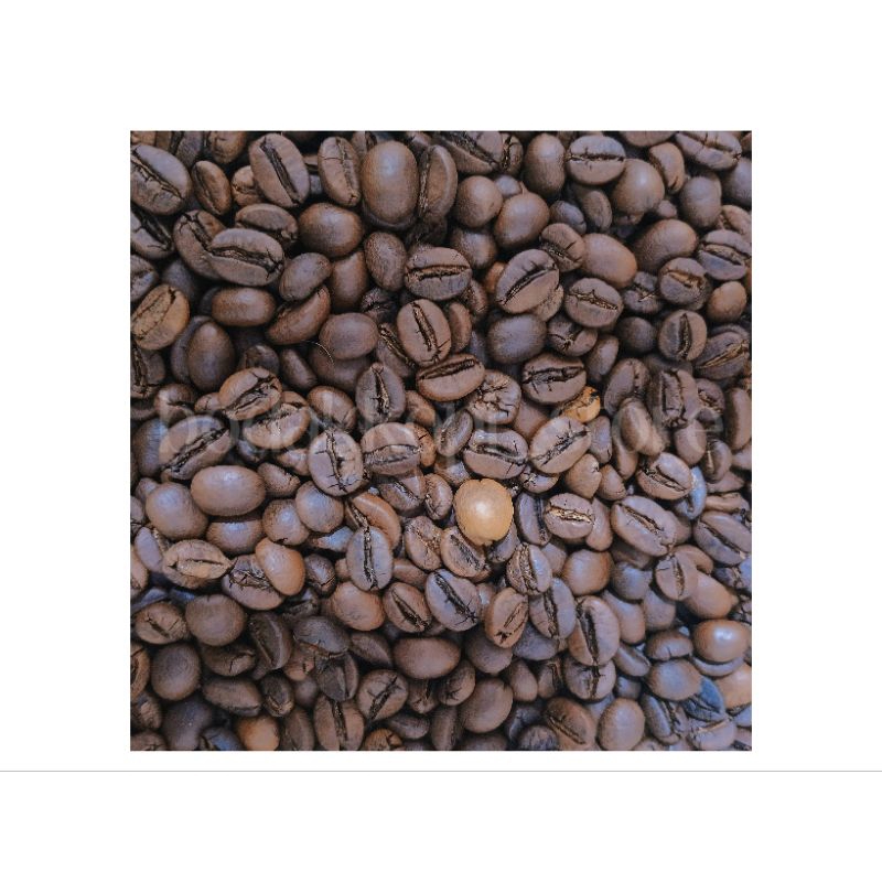 

Rosebean robusta