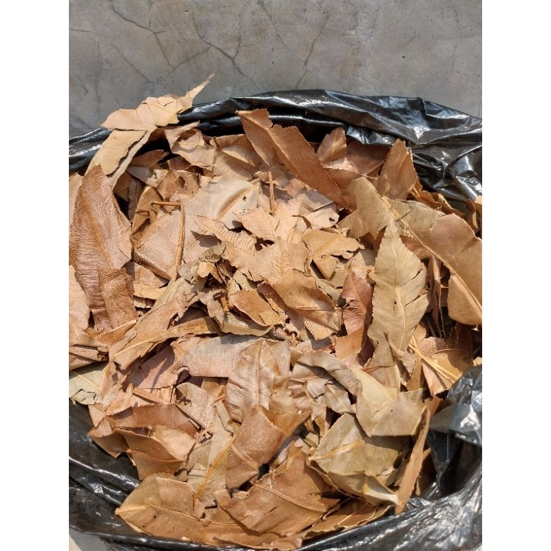 Daun Kelakai Kering Kalimantan treatment ikan channa