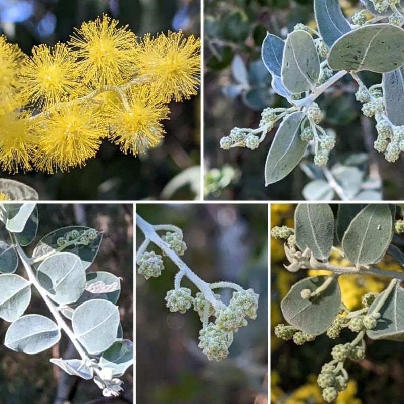 Bibit tanaman perak kehijauan bunga kuning wangi Acacia podalyriifolia