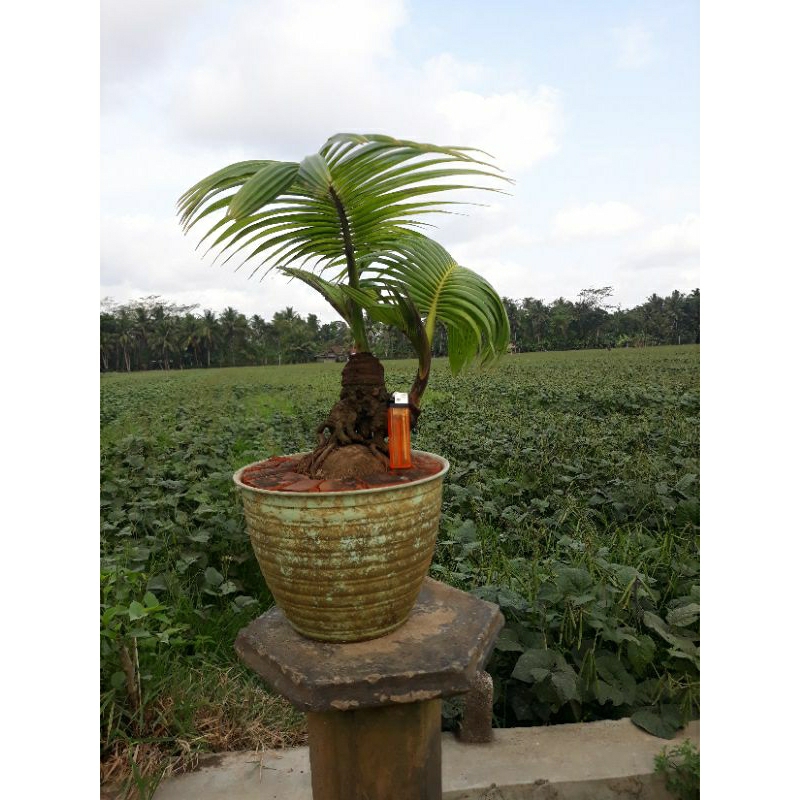 Bonsai kelapa cabang