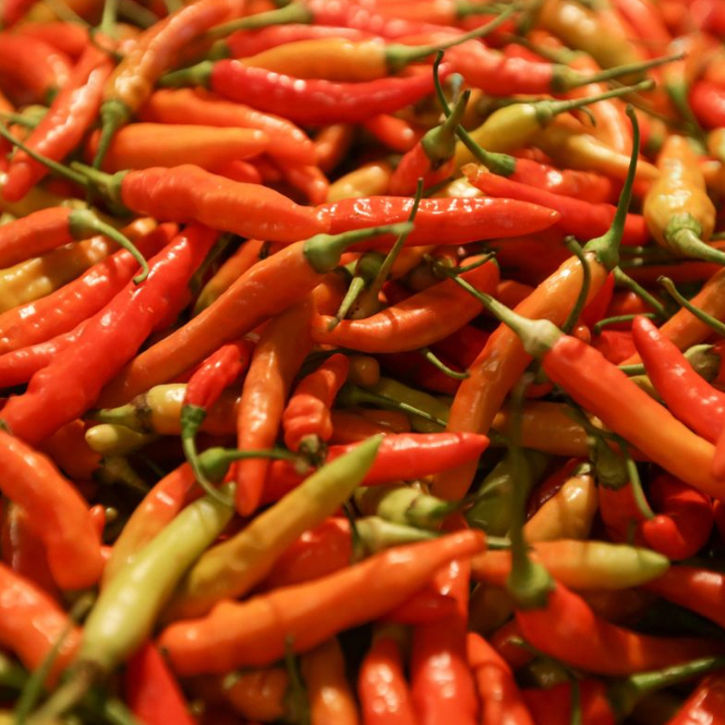 

Cabai Rawit-Lombok Kecil