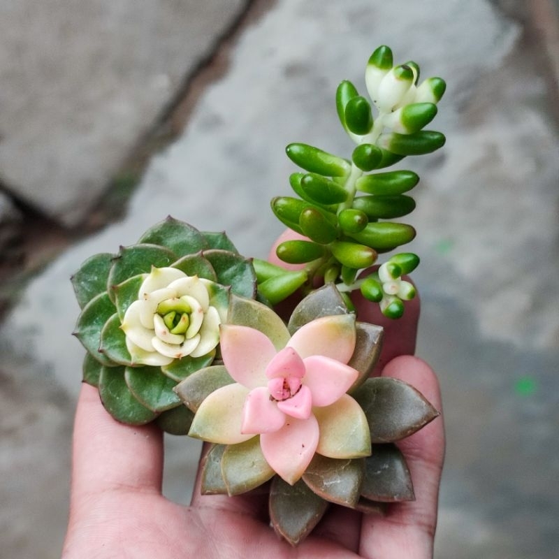 Sukulen Mutasi Warna Buatan Unik Bebas Pilih